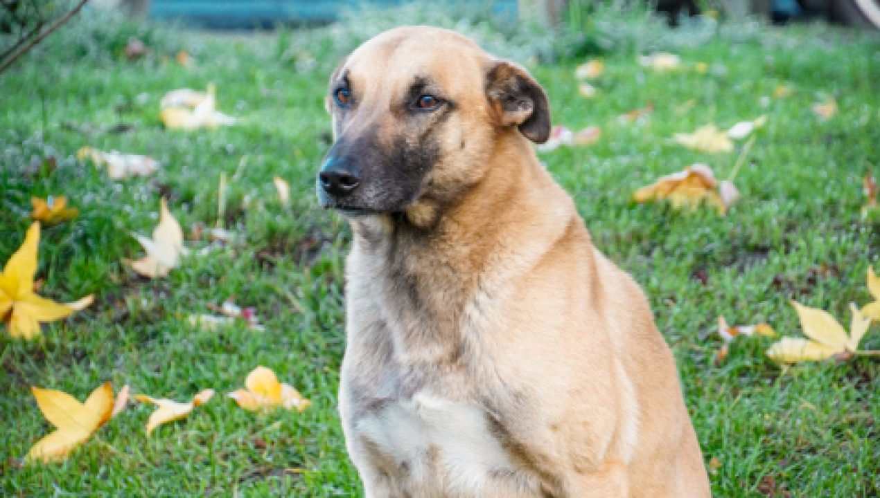 /exitoso-operativo-de-esterilizacion-para-perros-y-gatos