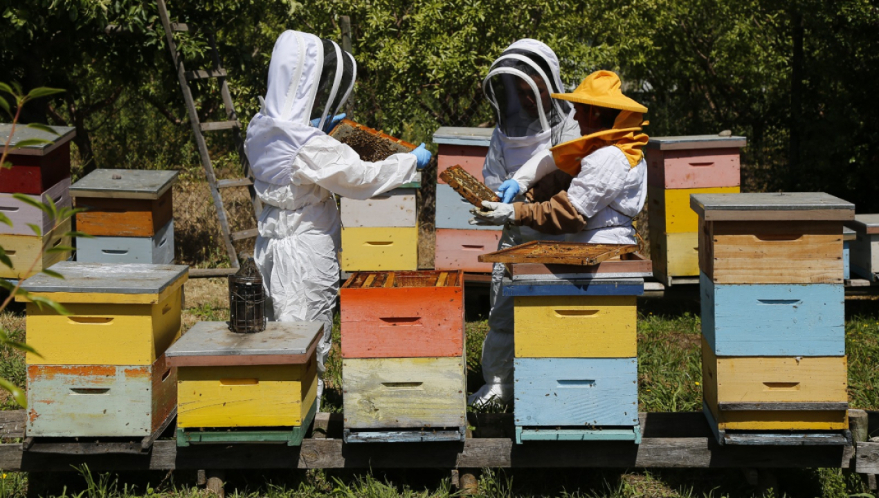 /sag-llama-a-apicultores-as-a-registrarse-en-sipec-apicola-para-proteger-a