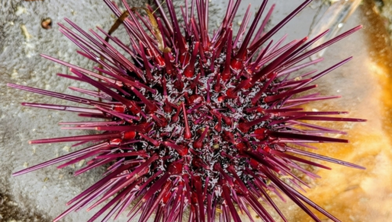 /geofisica-udec-participa-en-el-estudio-aumenta-poblacion-de-erizo-negro-de