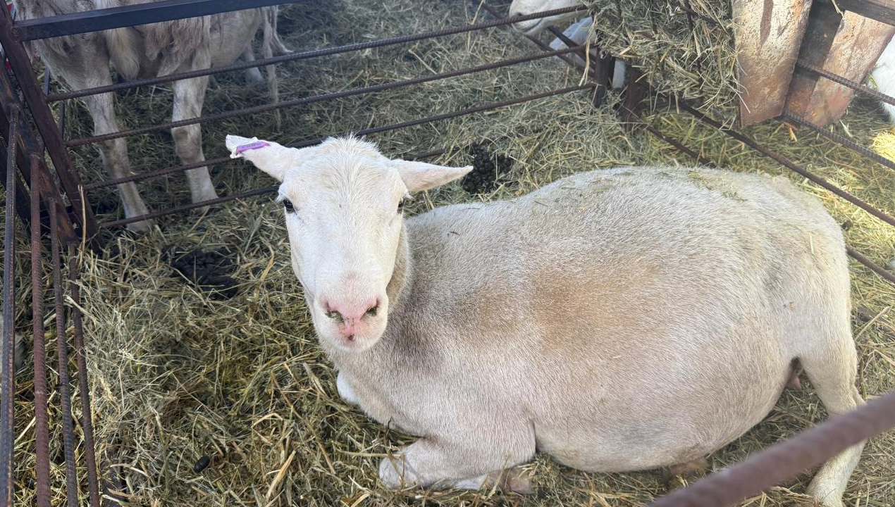 /corfo-impulsa-innovacion-ovina-en-tierra-del-fuego-para-aumentar-produccion