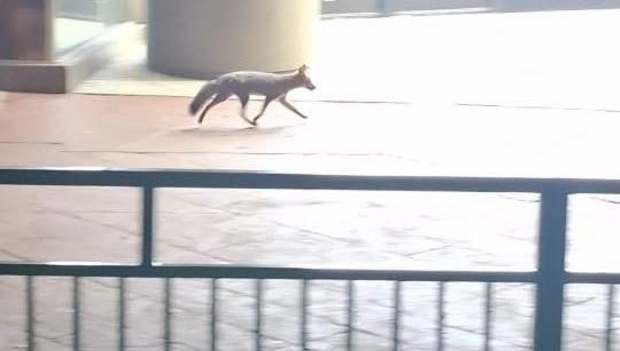 /zorro-chilla-sorprende-a-transeuntes-en-pleno-centro-de-osorno
