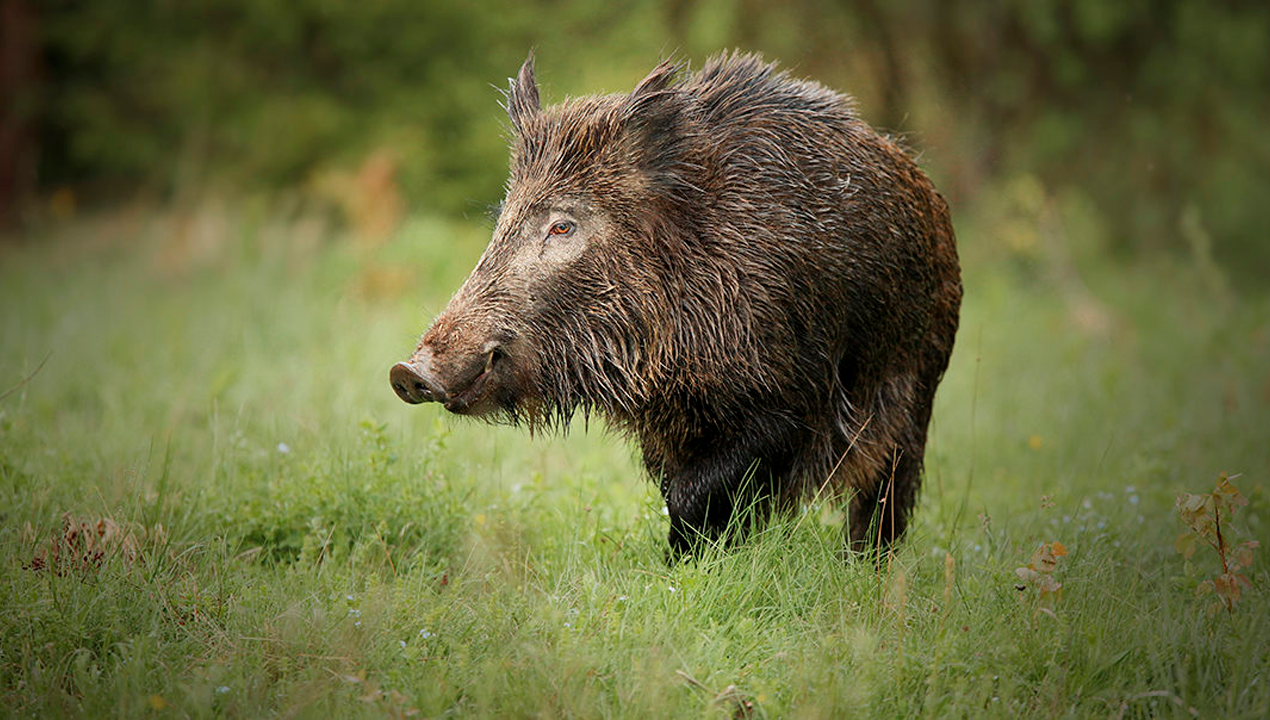 /joven-muere-mientras-cazaba-en-argentina-amigo-lo-confundio-con-jabali-y-le-disparo