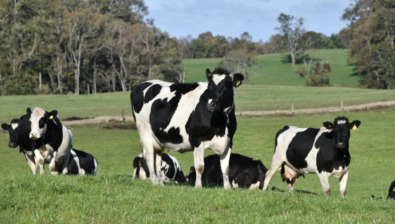 /regionales/region-de-los-lagos/fedeleche-advierte-baja-en-la-produccion-lamentablemente-seguiran