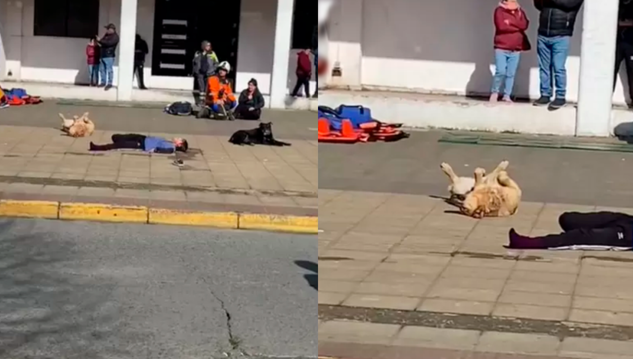 /regionales/region-de-los-lagos/un-oscar-para-gigante-perrito-se-suma-a-simulacion-de-atropello-en