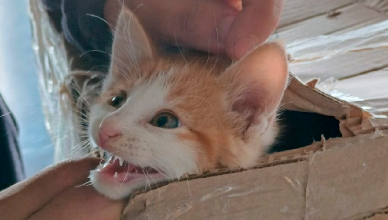 /regionales/region-de-valparaiso/una-alegria-para-el-michi-adoptan-a-gatito-abandonado-en-metro-de