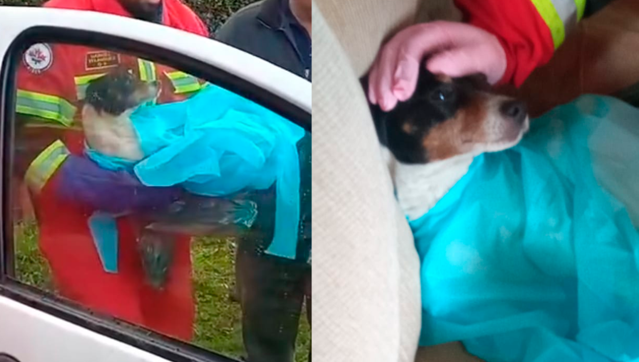 /regionales/region-de-los-lagos/piden-justicia-para-perrito-osornino-que-quedo-paraplejico-tras-ataque