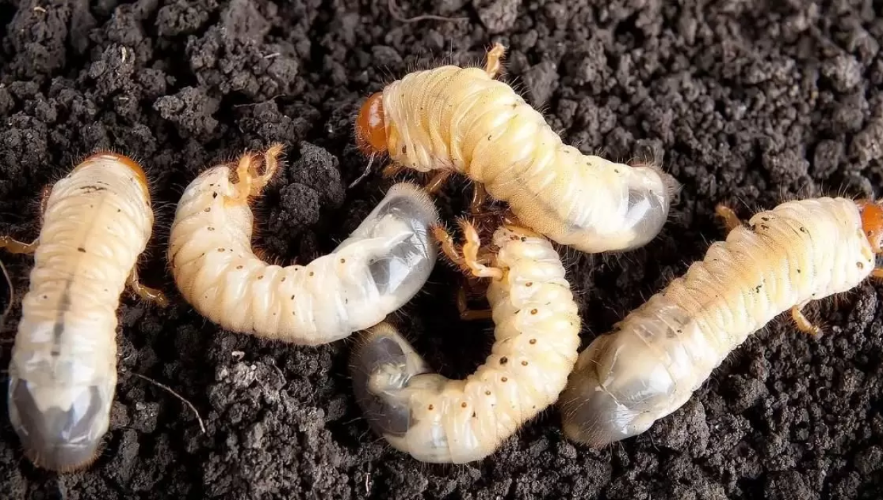 /regionales/region-de-los-lagos/seremi-de-agricultura-anuncia-plan-para-mitigar-plaga-del-gusano-blanco-en