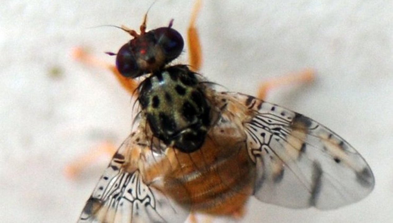 /actualidad/agricultura/sag-inicio-campana-de-erradicacion-de-la-mosca-de-la-fruta-tras-deteccion