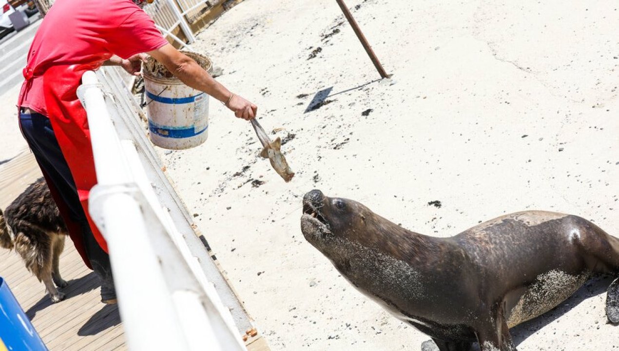 /actualidad/aduanas/sernapesca-llama-a-respetar-y-proteger-la-fauna-marina-durante-el-verano