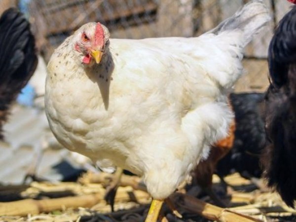 SAG logra reabrir mercados avícolas en menos de una semana tras brote de influenza aviar