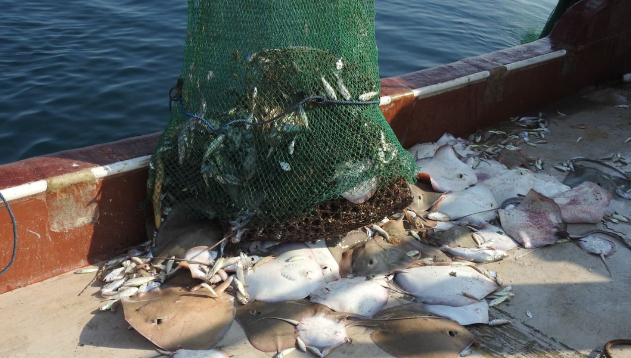 /ua/advierten-riesgo-de-extincion-de-tiburones-rayas-y-quimeras-en-el-mundo