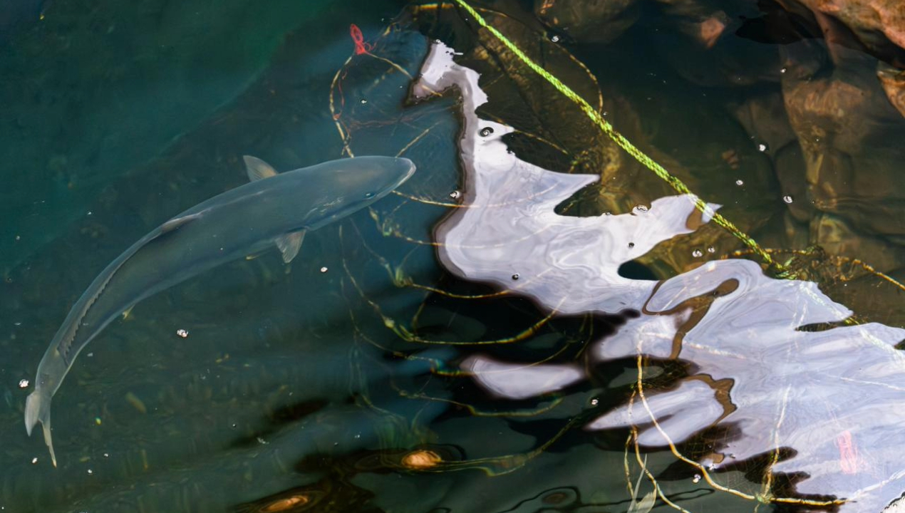 /aqvanursery-la-tecnologia-desarrollada-en-nuestra-region-que-impulsa-una